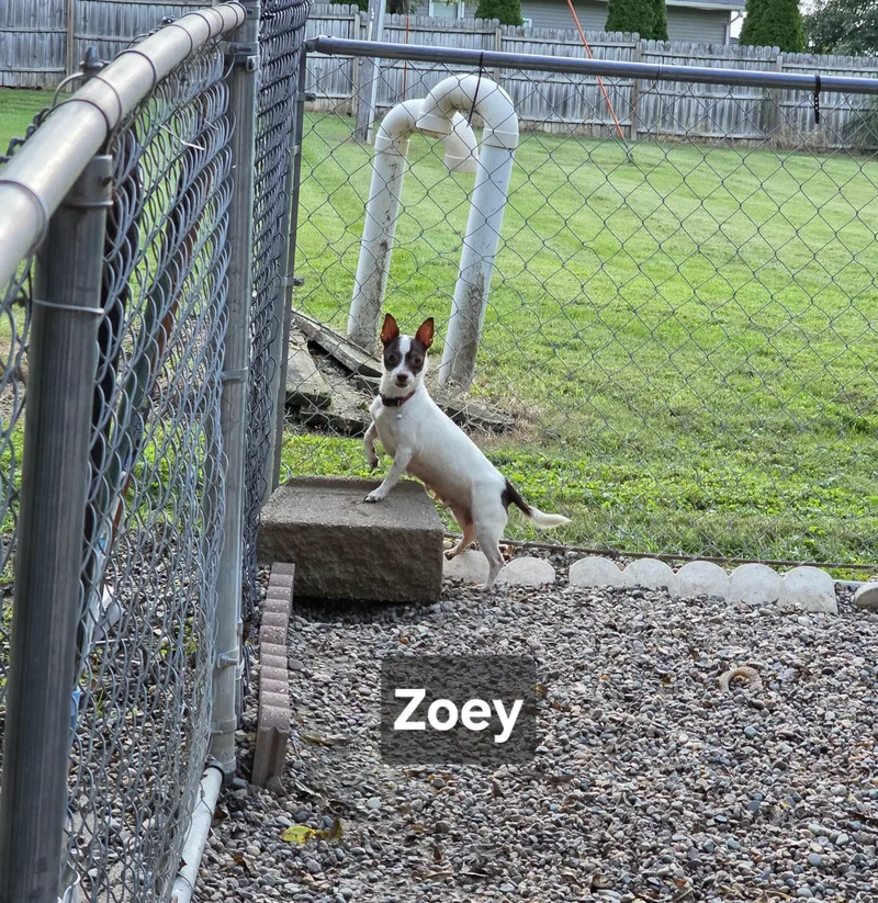 Zoey thumbnail 4
