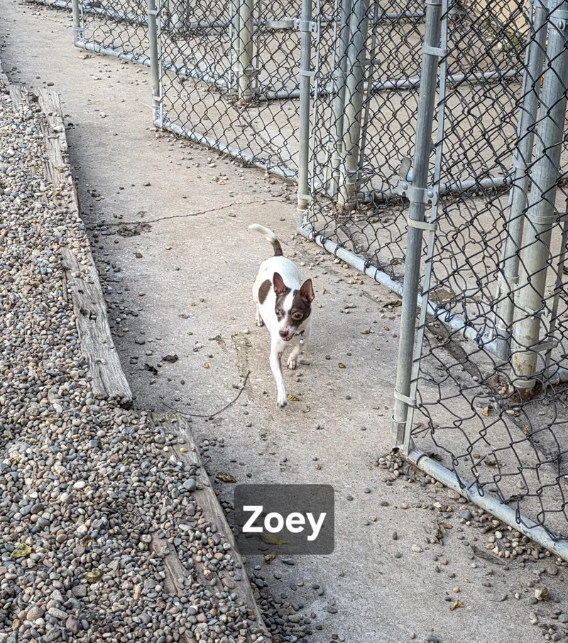 Zoey thumbnail 5