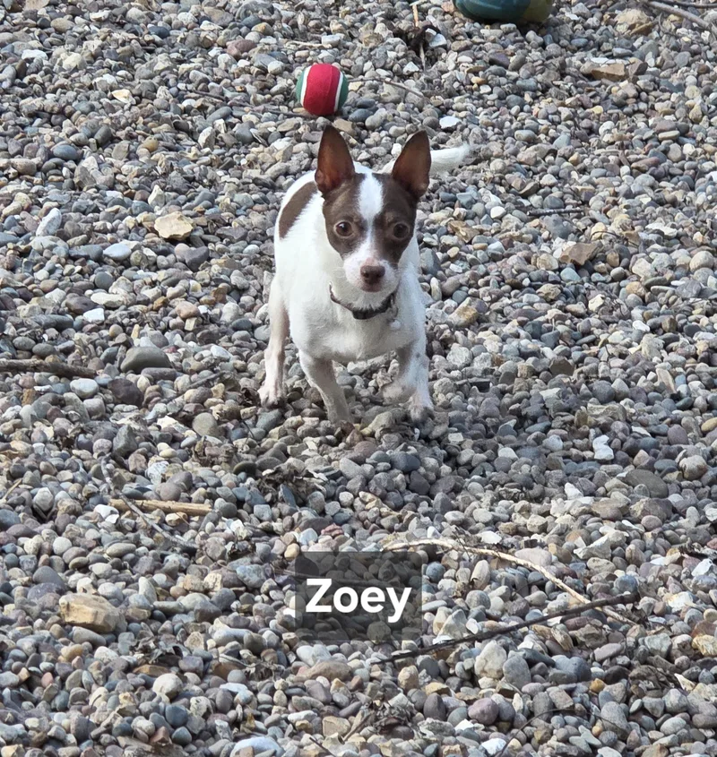 Zoey thumbnail 6