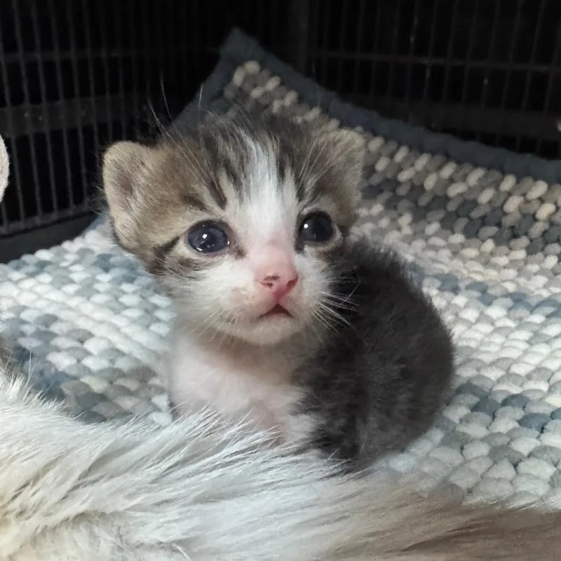 A baby small-sized male White Domestic Short Hair cat named James for adoption in Fredericksburg, TX