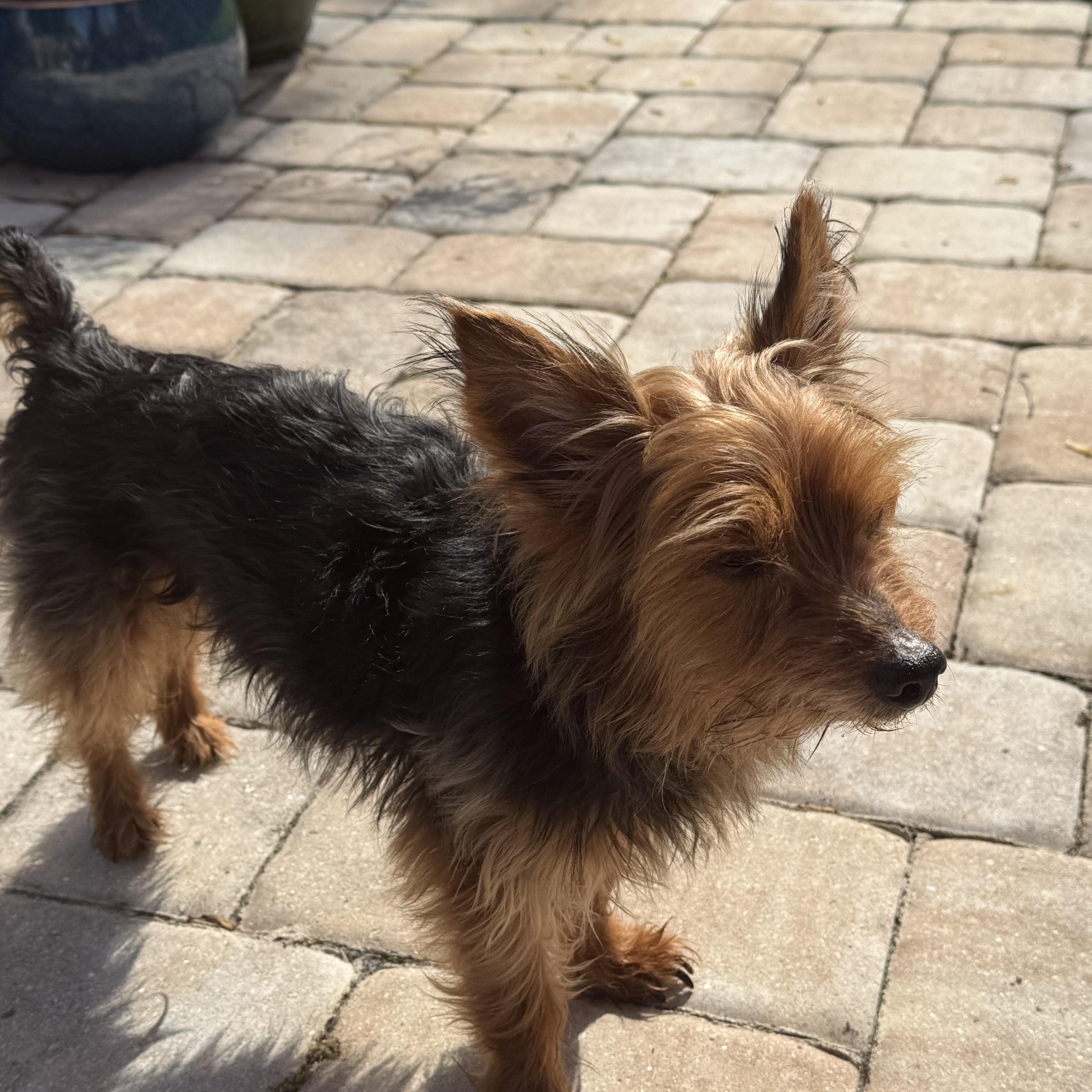 A senior small-sized male Silky Terrier dog named Monty for adoption in Bradenton, FL