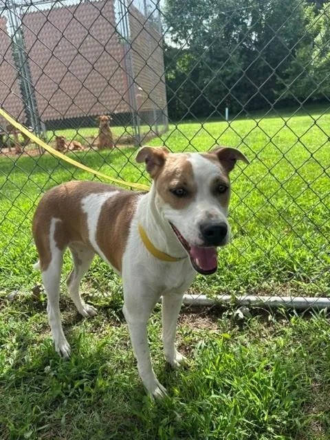 An adult medium-sized female Yellow / Tan / Blond / Fawn Pit Bull Terrier dog named Tempe for adoption in Fayetteville, AR