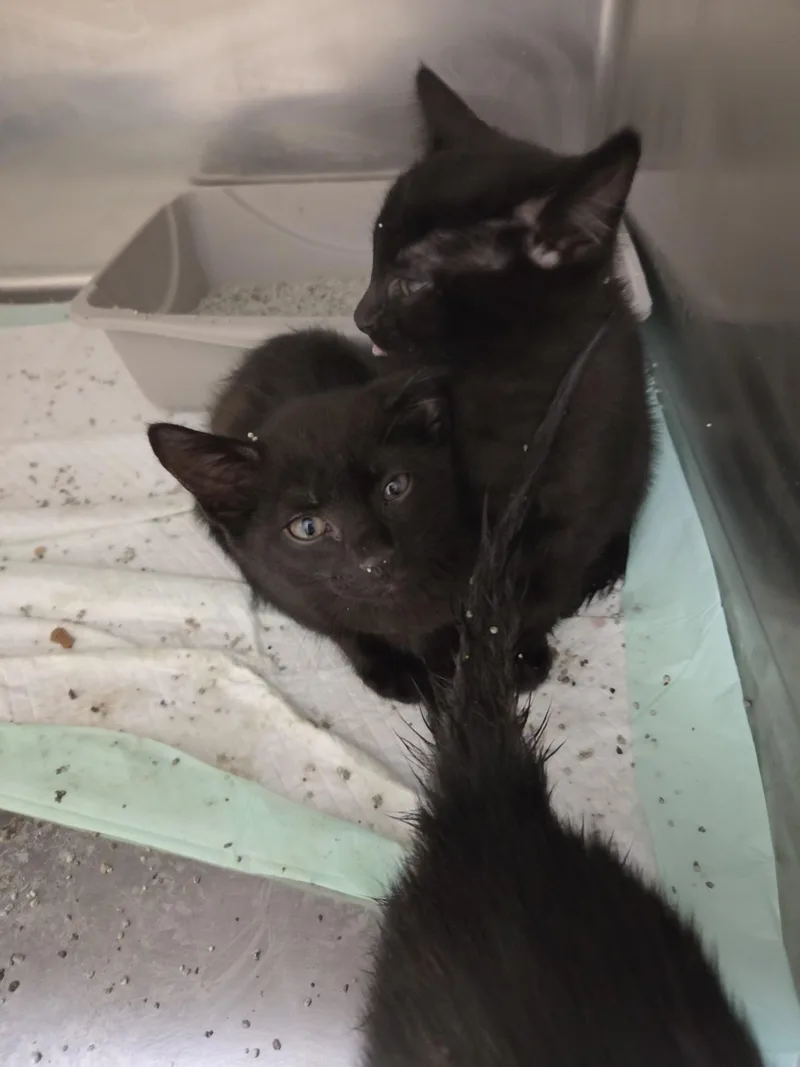 Pawfect Four thumbnail 2