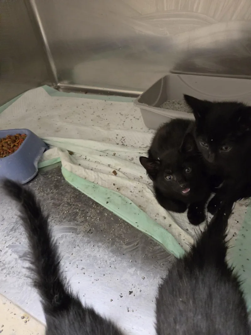 Pawfect Four thumbnail 3