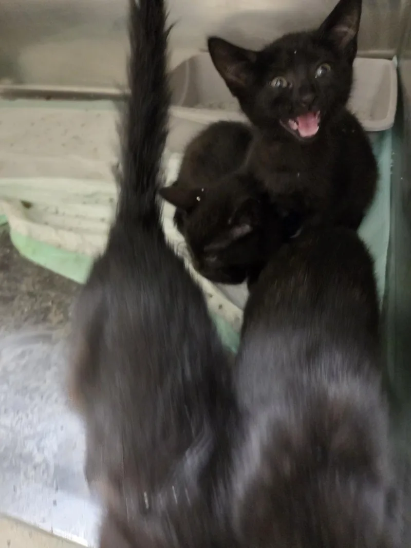 Pawfect Four thumbnail 4