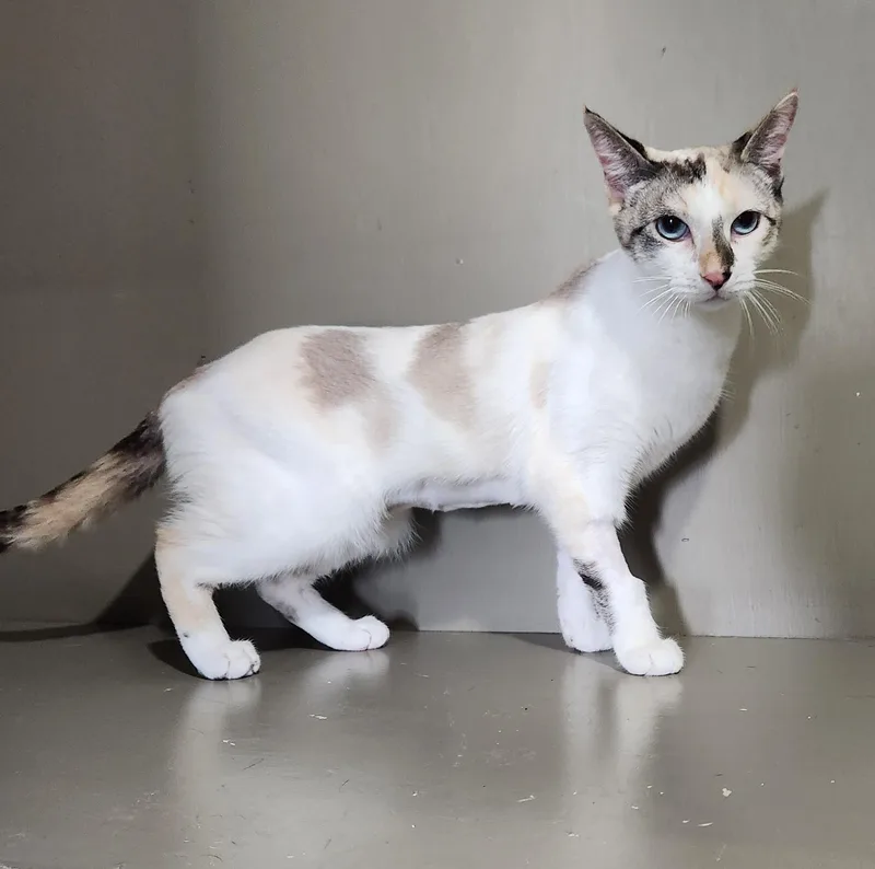 A young medium-sized female White Siamese cat named Petal for adoption in Lathrop, CA