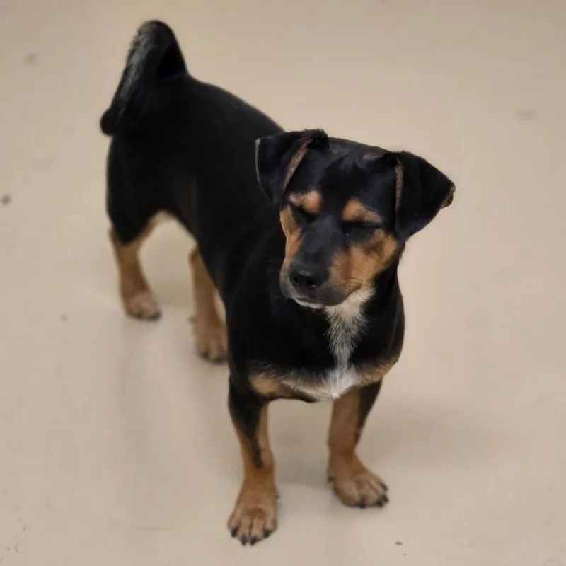A young small-sized male Dachshund dog named Paul Costa Mesa for adoption in Chino Hills, CA