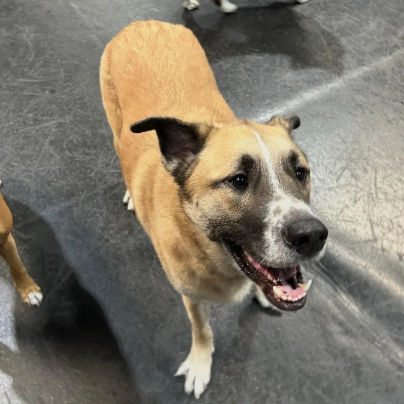 An adult small-sized male Yellow / Tan / Blond / Fawn Shepherd dog named Gunner for adoption in Oceanside, CA