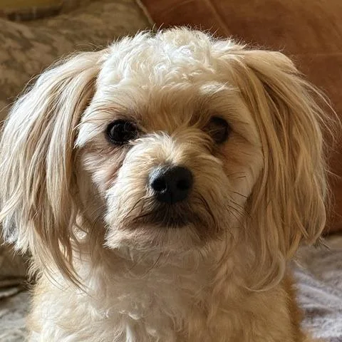 Cosmo