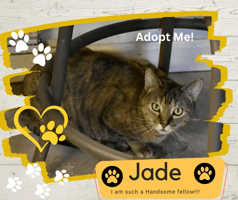 An adult large-sized female Domestic Short Hair cat named Jade for adoption in Paris, IL
