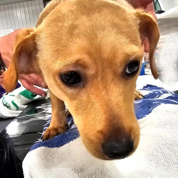 A young small-sized male Terrier dog named Woody for adoption in Des Moines, IA