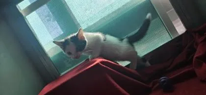 A baby small-sized male Domestic Short Hair cat named Momo for adoption in Edgewood, NM