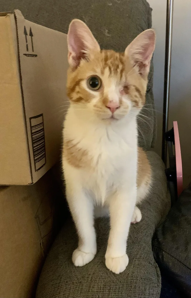 A baby medium-sized male Orange & White Domestic Short Hair cat named Rory for adoption in San Jose, CA