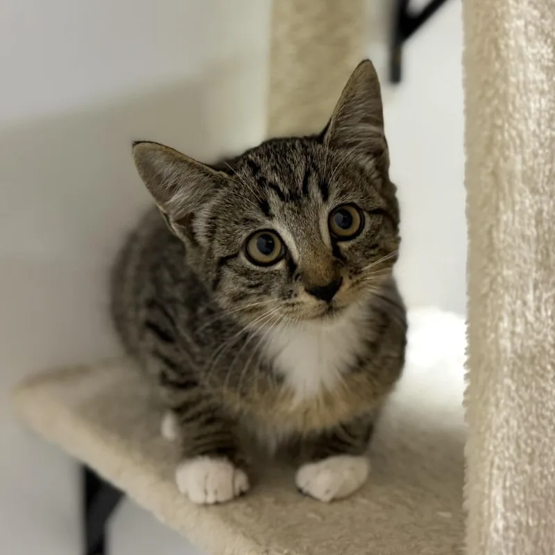 A baby small-sized female Domestic Short Hair cat named Sparrow for adoption in Nowata, OK