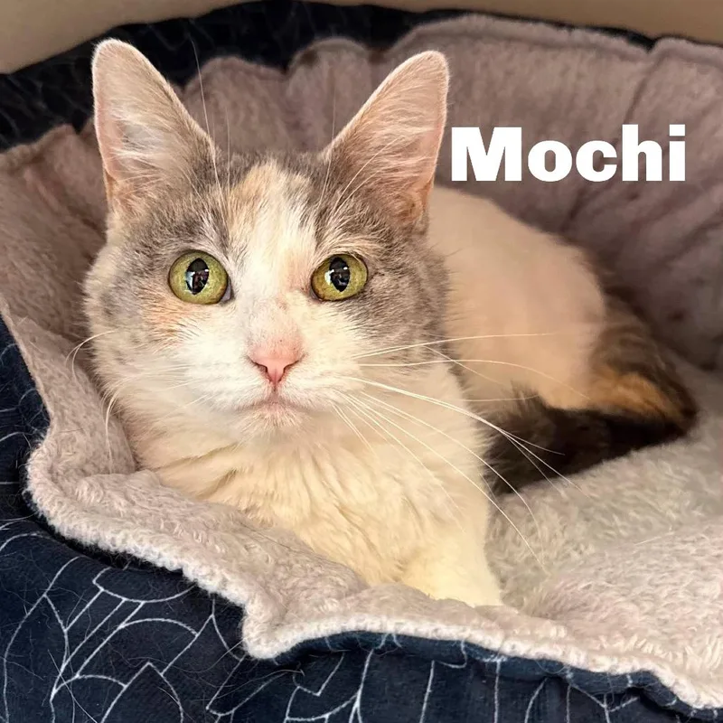 Mochi
