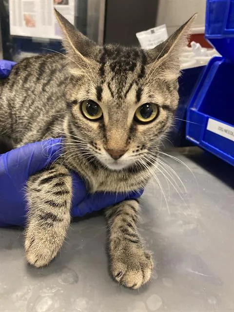A young small-sized female Domestic Short Hair cat named Jasmine for adoption in Dallas, TX
