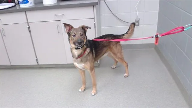 An adult medium-sized male German Shepherd Dog dog named Huck for adoption in Omaha, NE