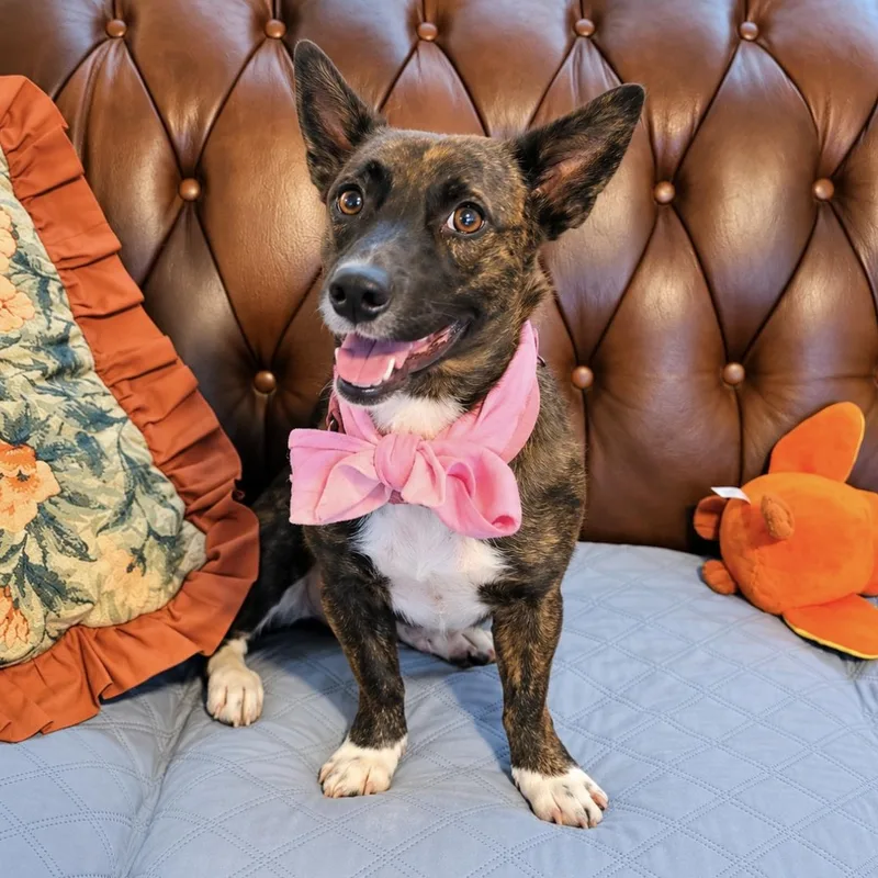 A young small-sized female Brindle Cardigan Welsh Corgi dog named Petunia for adoption in Longview, TX