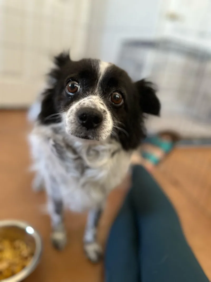 An adult medium-sized female Papillon dog named Fergalicious for adoption in Tucson, AZ