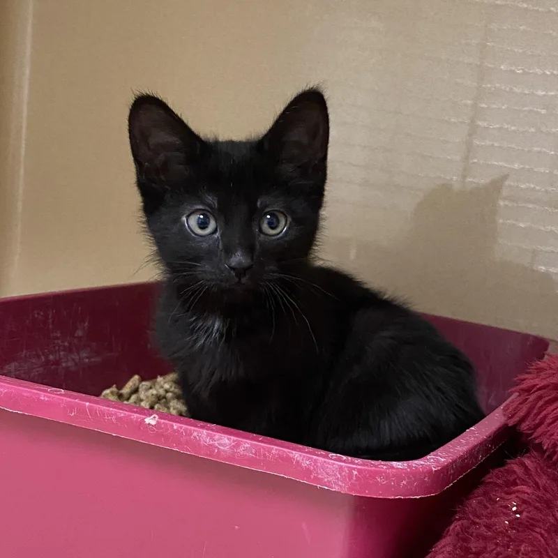 A baby small-sized female Black Domestic Short Hair cat named Astrid for adoption in Elyria, OH
