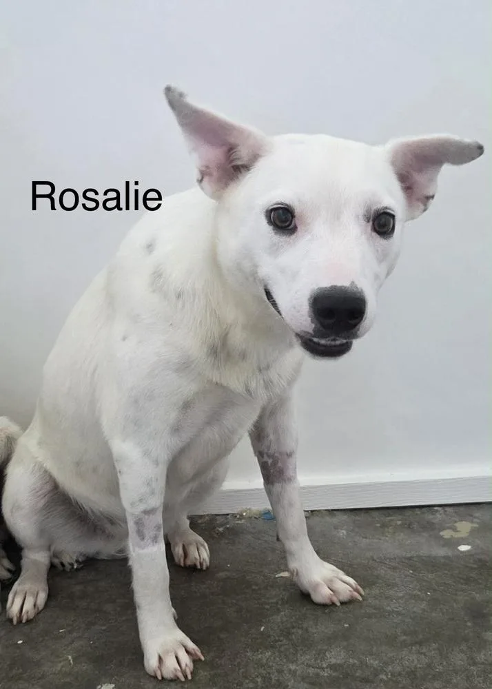 A baby medium-sized female Tricolor (Brown, Black, & White) Great Pyrenees dog named Rosalie for adoption in Irwin, PA