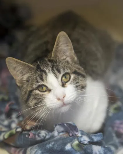 A baby small-sized male Domestic Short Hair cat named Jonah for adoption in Pequot Lakes, MN