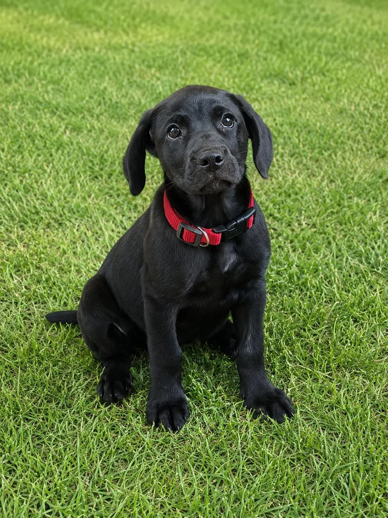 A baby medium-sized female Black Labrador Retriever dog named Bella for adoption in Brierfield, AL
