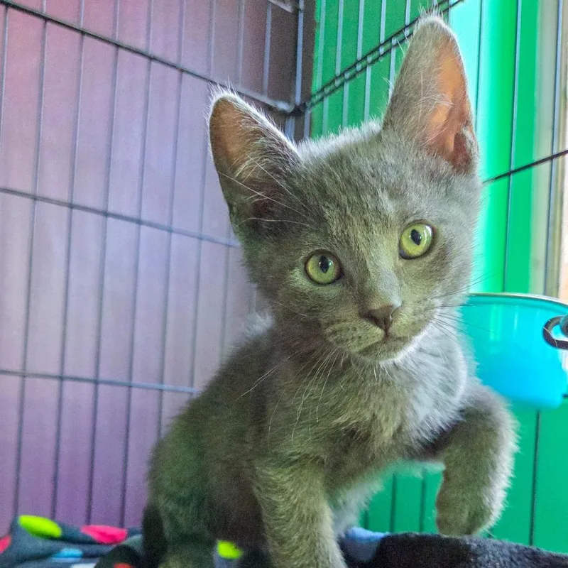 A baby small-sized male Gray / Blue / Silver Domestic Short Hair cat named Groupchat for adoption in San Diego, CA