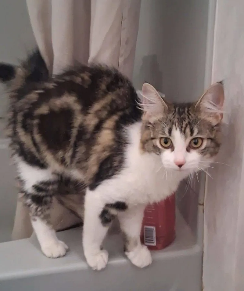 A baby medium-sized female Brown / Chocolate Domestic Medium Hair cat named Calliope for adoption in Yardley, PA