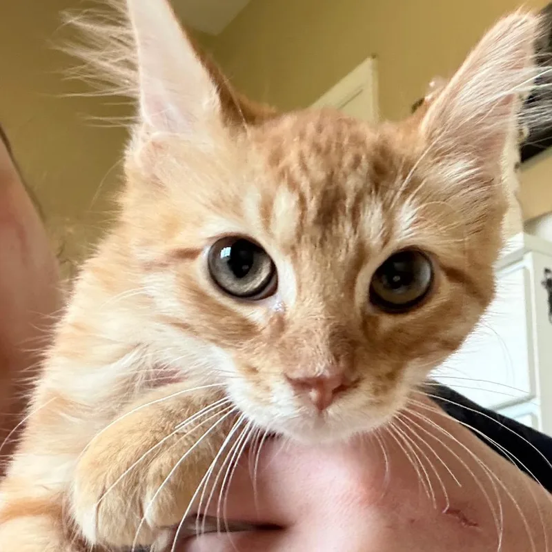 Garfield