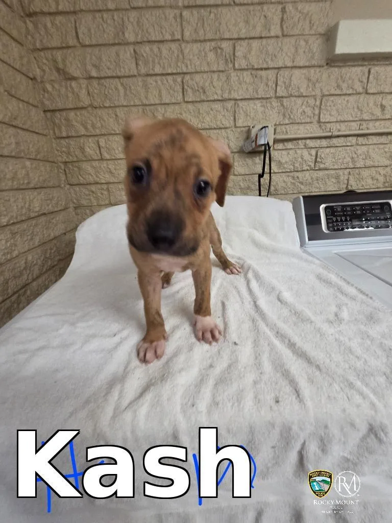 A baby small-sized male Cane Corso dog named Kash for adoption in Rocky Mount, NC