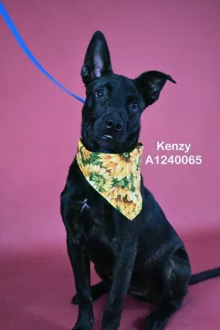 A young small-sized female Mixed Breed dog named Kenzy for adoption in Bakersfield, CA