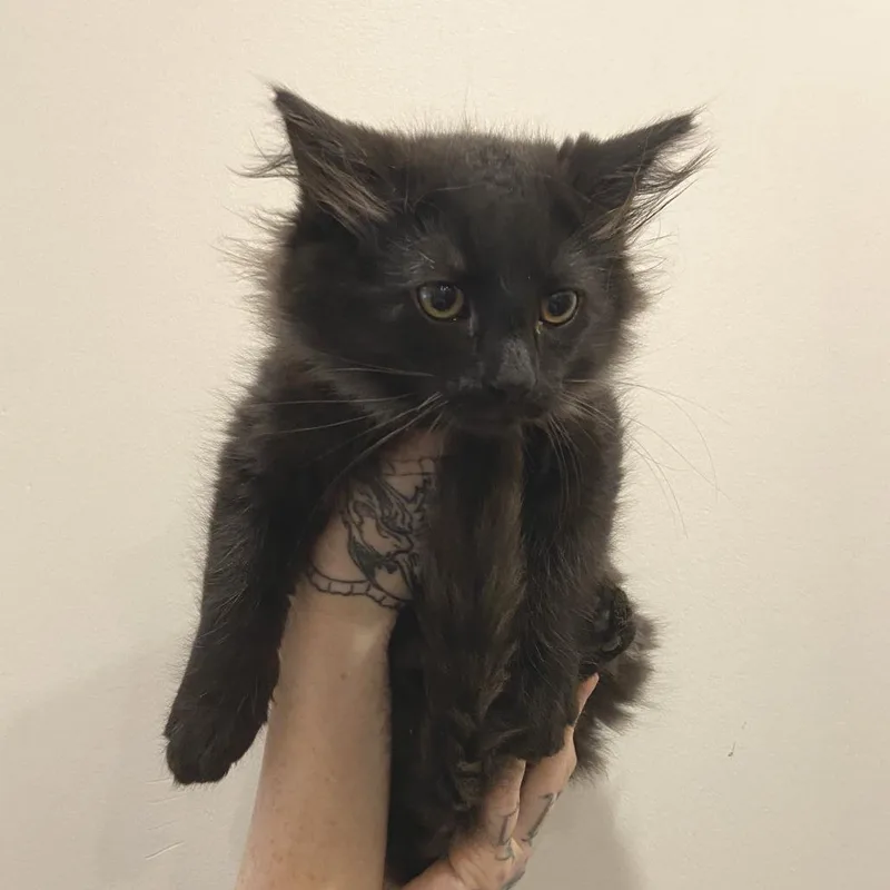 A baby small-sized male Black Domestic Long Hair cat named Buggy for adoption in Washington Township, OH