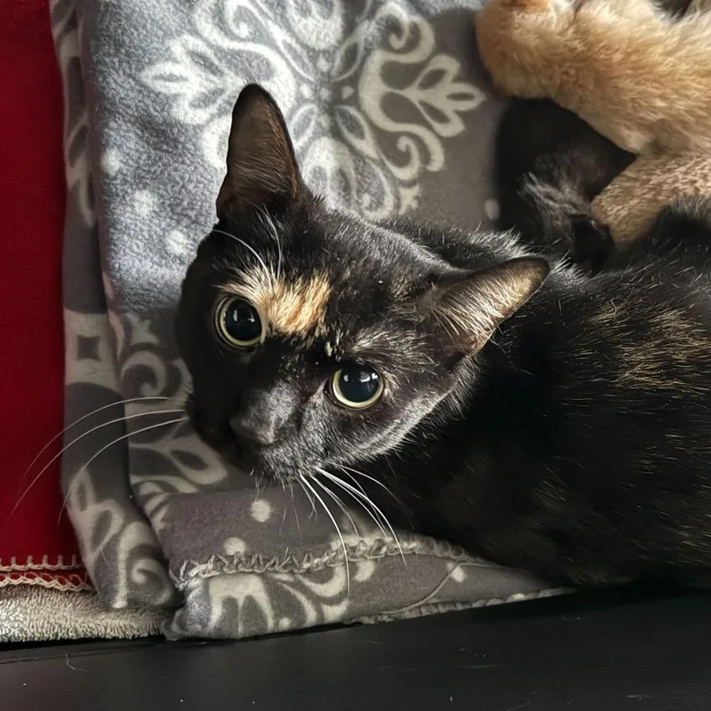 An adult medium-sized female Tortoiseshell Domestic Short Hair cat named Aoife for adoption in Enfield, NH