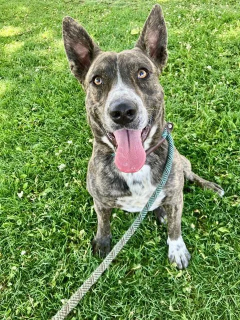 A young medium-sized male Pit Bull Terrier dog named Sam for adoption in Albuquerque, NM