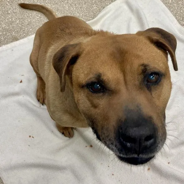 A senior large-sized male Red / Chestnut / Orange Bullmastiff dog named Maxx for adoption in Prince Frederick, MD