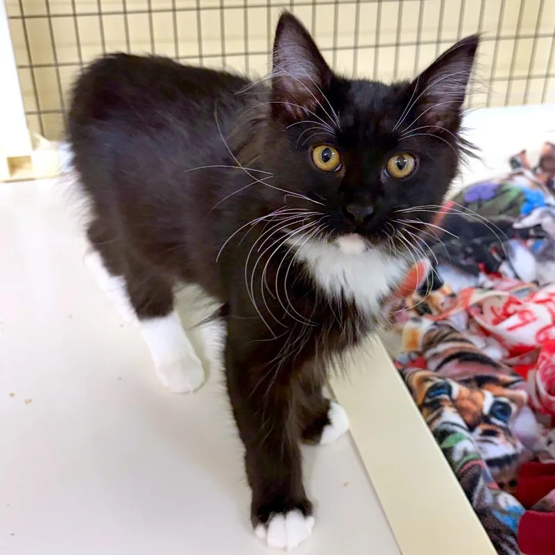 A baby small-sized female Domestic Long Hair cat named Taleah for adoption in Woodinville, WA