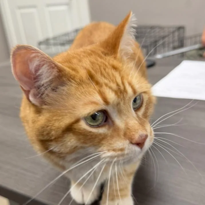 An adult large-sized male Orange / Red Domestic Long Hair cat named Buddy for adoption in Midland, TX