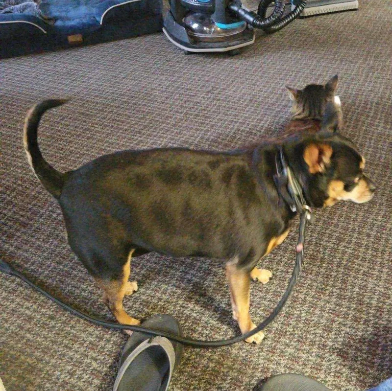Harley