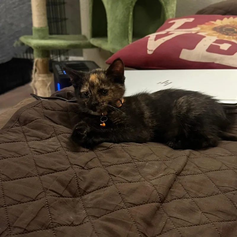 A baby small-sized female Tortoiseshell Domestic Short Hair cat named Ginger for adoption in PITTSBURGH, PA