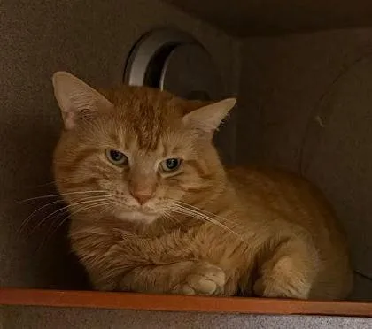 An adult medium-sized male Domestic Short Hair cat named Chase for adoption in Washington, DC