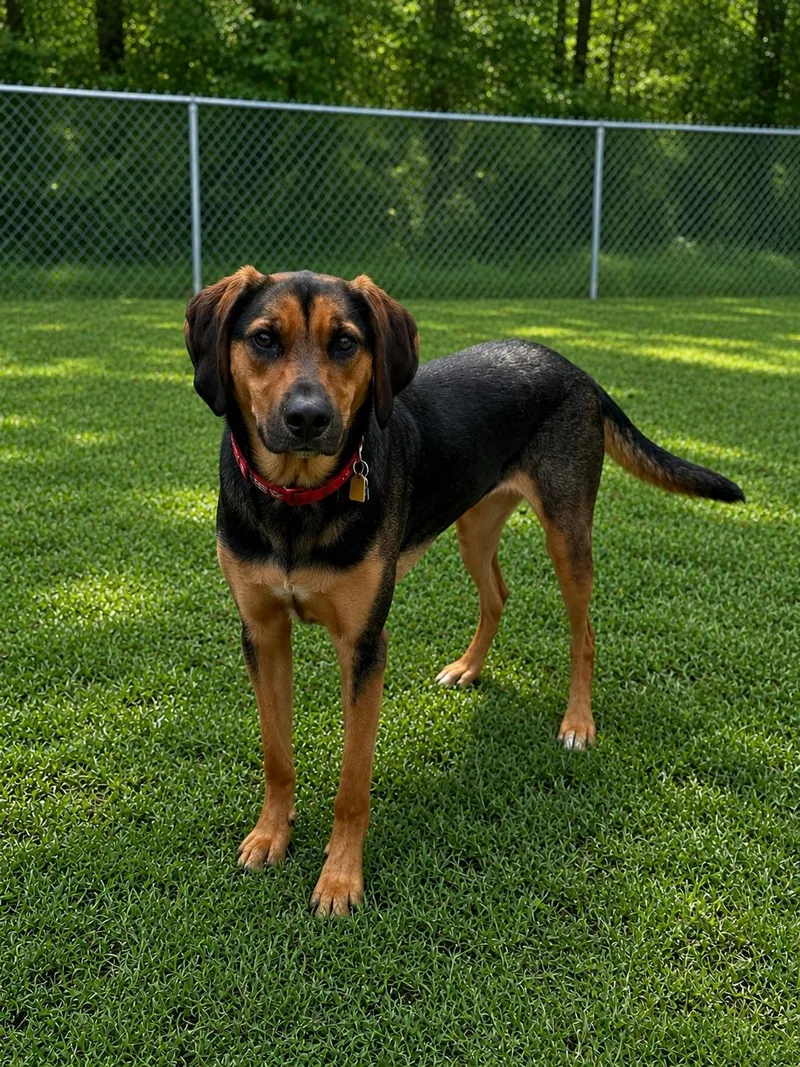 An adult large-sized male Hound dog named Squirtle for adoption in Atchison, KS