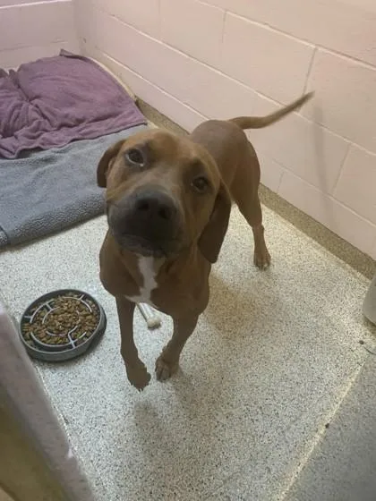 An adult large-sized male Hound dog named Ryder for adoption in Conway, AR