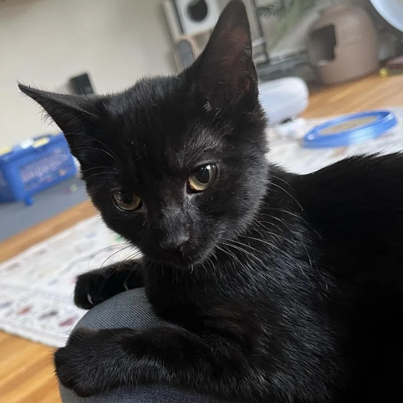Salem