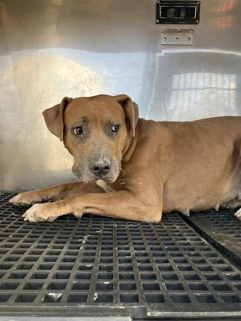 An adult large-sized female Mixed Breed dog named Erika for adoption in Dallas, TX