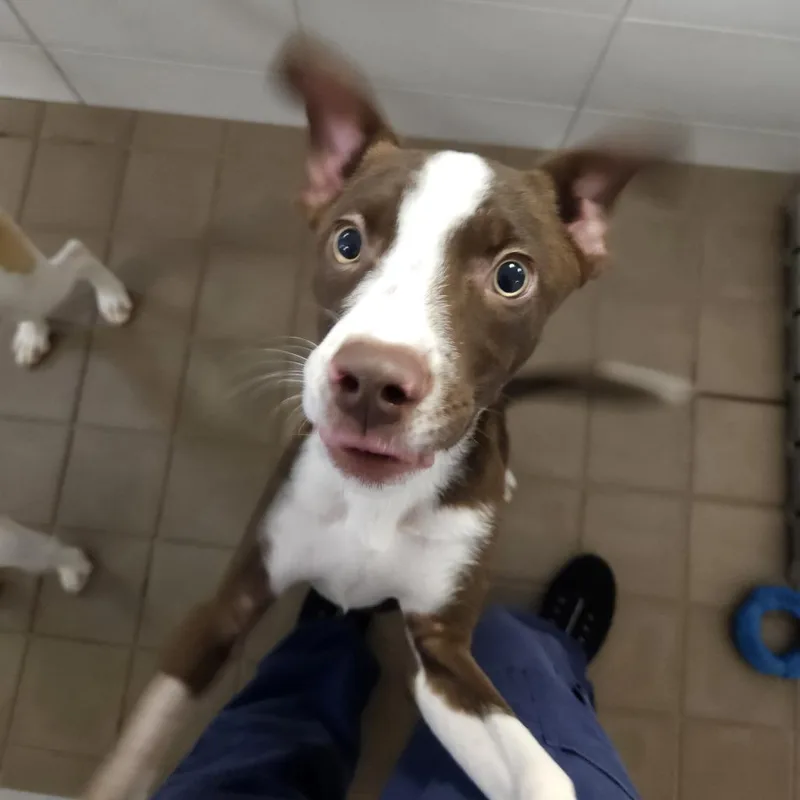 A baby medium-sized male Brown / Chocolate Mixed Breed dog named Jake for adoption in Wantagh, NY
