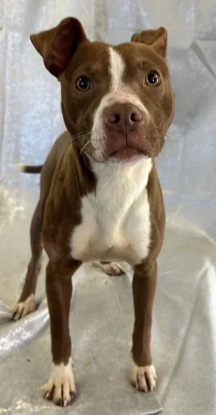 A young medium-sized female Pit Bull Terrier dog named Bridgett for adoption in West Memphis, AR