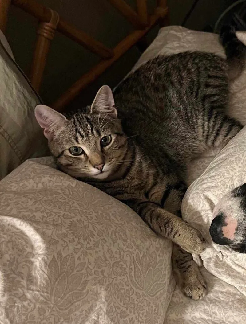 A baby medium-sized male Tabby (Brown / Chocolate) Domestic Short Hair cat named Andrew for adoption in Springfield, PA