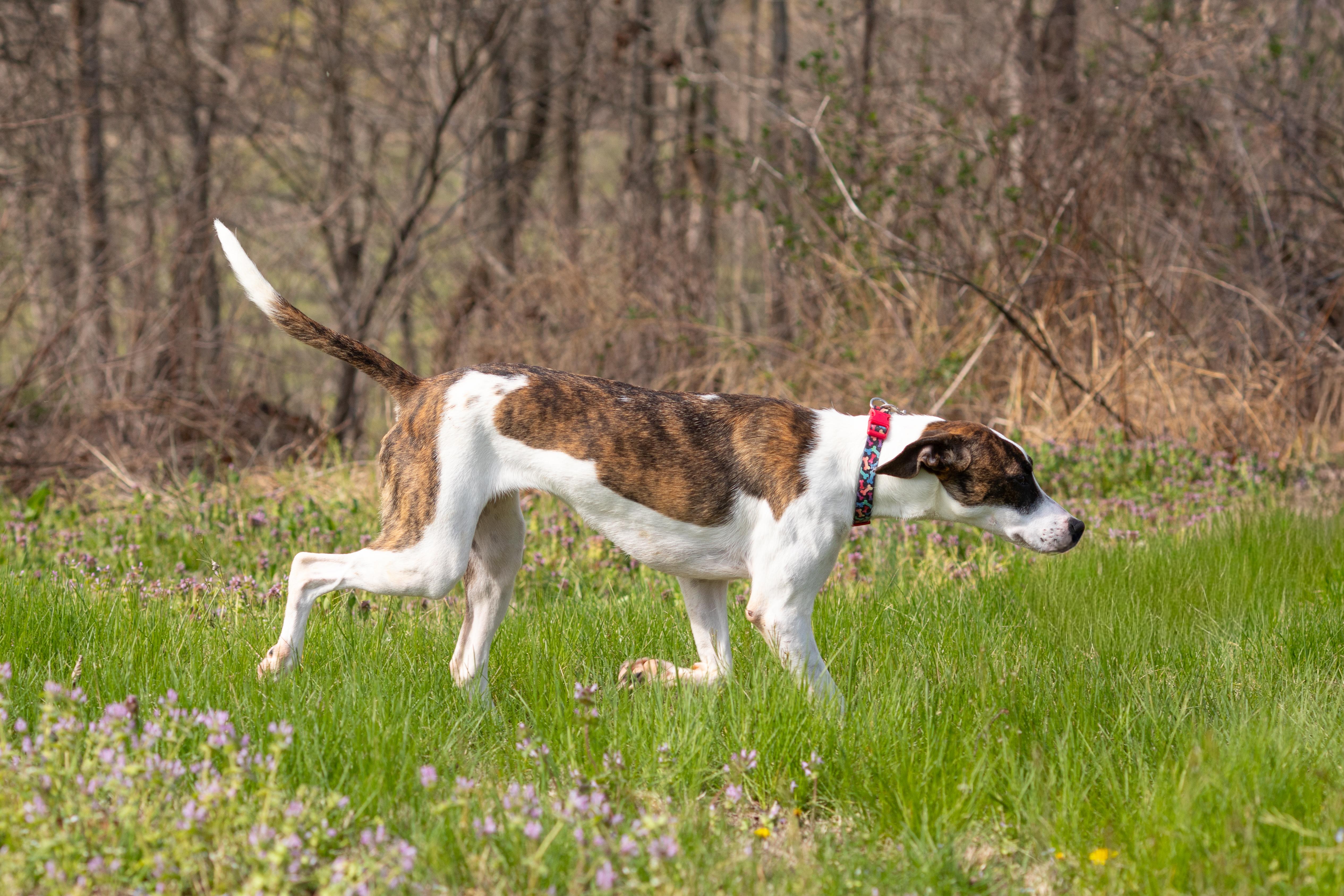 Sadie Ann thumbnail 3