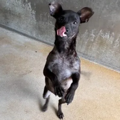 Love A Lot Bear thumbnail 2